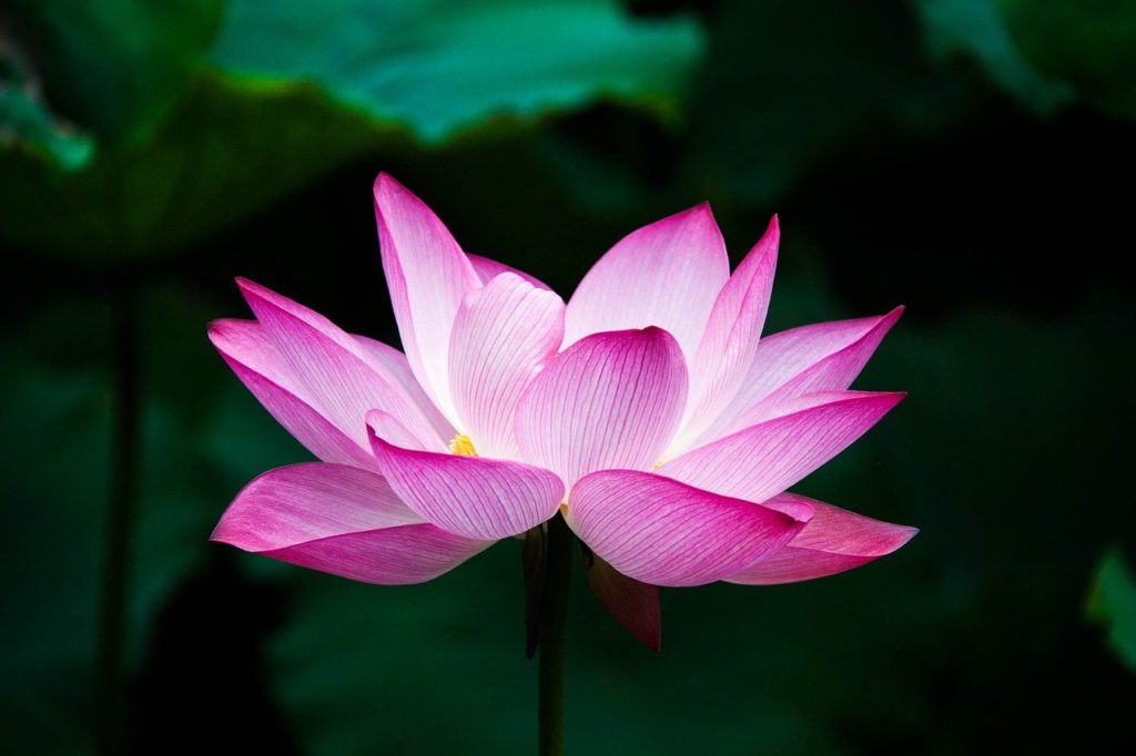 lotus, flower, bloom