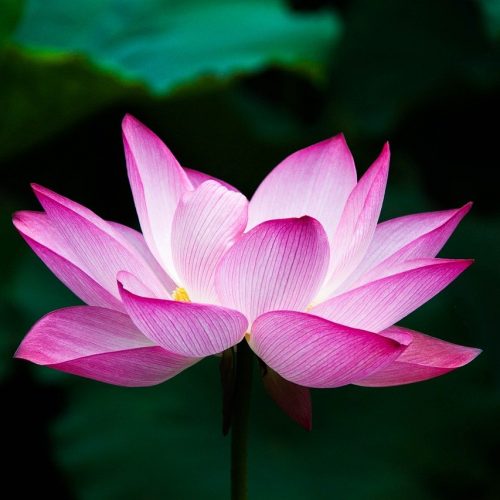 lotus, flower, bloom